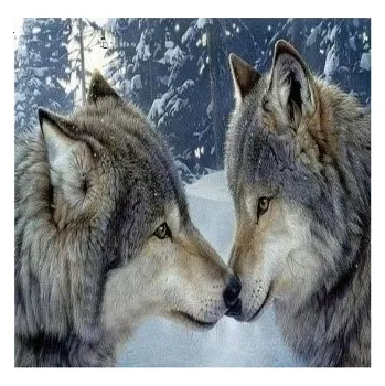 Obraz Diamantová mozaika Dva vlci v lese v zimě Kreativní výšivka 30x40 cm