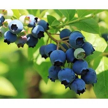 Sazenice Kanadská borůvka 'Toro'