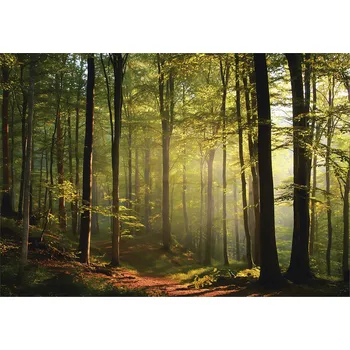 Fototapeta FOTOTAPETA LES SLUNEČNÝ STROMY PŘÍRODA NA ZEĎ LOŽNICE OBÝVACÍ POKOJ 400x280