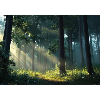 Fototapeta FOTOTAPETA LES SLUNCE STROMY 3D PŘÍRODA NA ZEĎ LOŽNICE OBÝVACÍ POKOJ 300x210