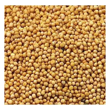 ČR Hořčičné semínko bílé Váha: 1 Kg