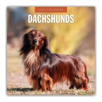 Diář Dachshunds - Dackel - Dachshunde 2026 - 16-Monatskalender (EN)