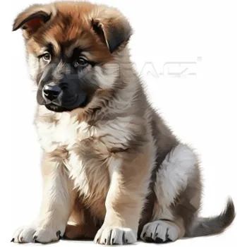 Nášivka Nažehlovačka Americká akita štěně - 6 x 6 cm