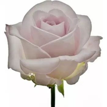 umělá květina Fialová růže LOVELY AQUA! 40 cm (L)