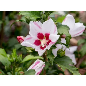 Sazenice Ibišek syrský 'Mathilde' Balení: kontejner VKR2