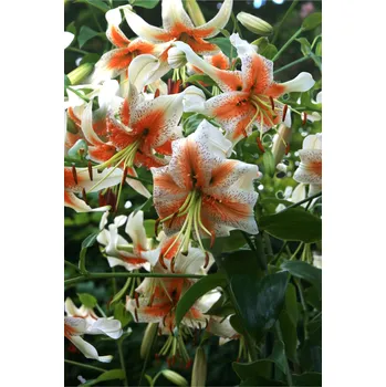 Semeno Lilie 'Lady alice' 1 ks