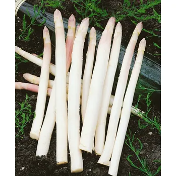 Semeno Chřest 'Fruhlim' sazenice