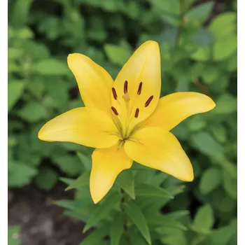 Semeno Lilie 'Gold Party' 1 ks