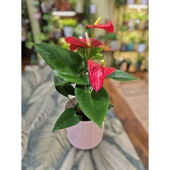 Anthurium s květy