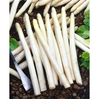 Semeno Chřest 'Cumulus' sazenice