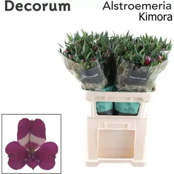 Sazenice Svazek 10 Alstromérií KIMORA 75 cm