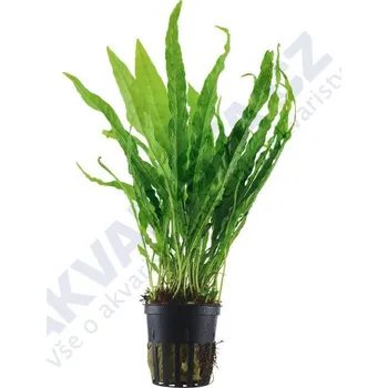 Akvarijní rostlina Tropica Microsorum pteropus (košíček)