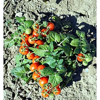 Semeno Micro Tom (minirajče)