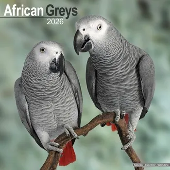 Kalendář African Greys Calendar 2026 Square Bird Wall Calendar - 16 Month -