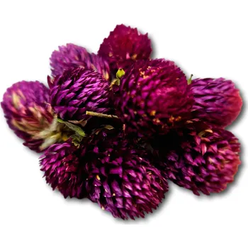 Obraz Sušené pupeny Věčník kulovitý na svíčky vonných tabulek květiny 10 ks