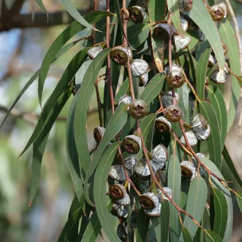 Semeno Eukalyptus - Blahovičník kulatoplodý - Eucalyptus globulus - semena eukalyptu - 8 ks