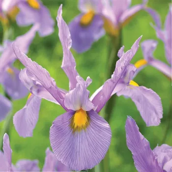 Semeno Kosatec holandský Pink Panter - Iris hollandica - cibulky kosatce - 3&nbsp;ks