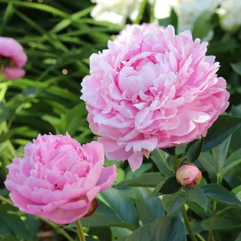 Sazenice Pivoňka Sarah Bernhardt - Paeonia lactiflora - hlízy pivoňky - 1&nbsp;ks