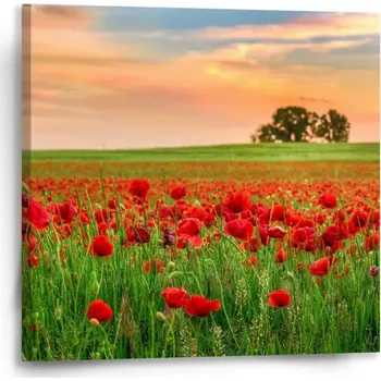 Obraz Sablio Obraz Pole vlčích máků 2 - 50x50 cm