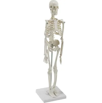 Model kostry - miniatura (Anatomické modely)