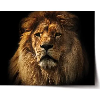 Plakát Sablio Plakát Lev - 60x40 cm