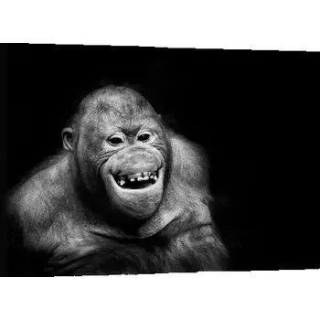 Obraz Sablio Obraz Orangutan - 60x40 cm