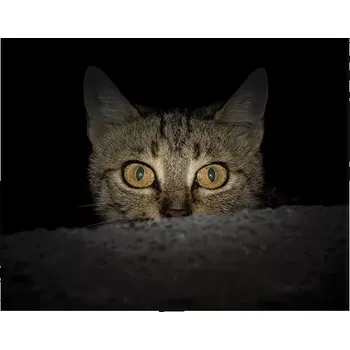 Plakát Sablio Plakát Kočka - 60x40 cm