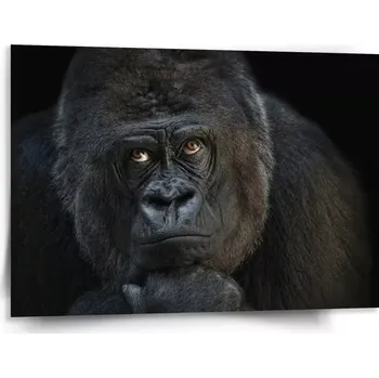 Obraz Sablio Obraz Gorila - 150x110 cm