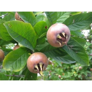 Ovoce Mišpule německá Balení: kontejner RP2