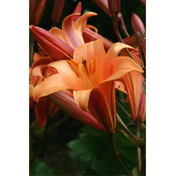 Semeno Lilie 'Orange Planet' 1 ks