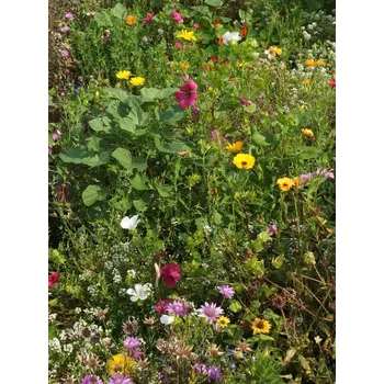 Travní směs Austrosaat LETNÍ EXPRESS - květinová směs Balení: 50 g