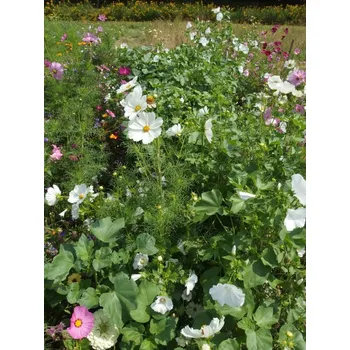 Travní směs Austrosaat BÍLÁ - květinová směs Balení: 50 g