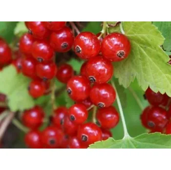 Sazenice Rybíz 'Rolan' Balení: kontejner RP2, Tvar: keř