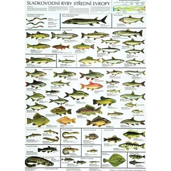 Plakát Nakladatelství Scientia Sladkovodní ryby střední Evropy 67 x 96 cm