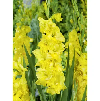 Semeno Mečík 'Charisma' 5 ks Velikost cibulí: 12/14