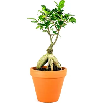 Bytová dekorace Gardners Ficus microcarpa Ginseng, průměr 17 cm Fíkovník drobnolistý