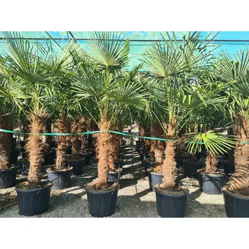 Sazenice 2026 Rezervace / Trachycarpus Fortunei - mrazuvzdorná palma (-17C) - Kmen 100/120