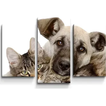 Obraz Sablio Obraz - 3-dílný Kočička a štěňátko - 75x50 cm