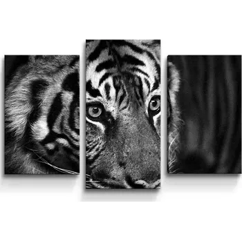 Obraz Sablio Obraz - 3-dílný Černobílý tygr - 75x50 cm