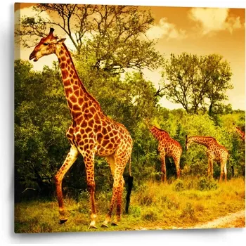 Obraz Sablio Obraz Žirafy - 50x50 cm