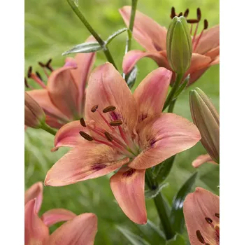 Semeno Lilie 'Tinilco' 1 ks