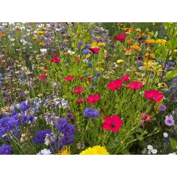 Travní směs Austrosaat STŘEDOVĚK - květinová směs Balení: 50 g