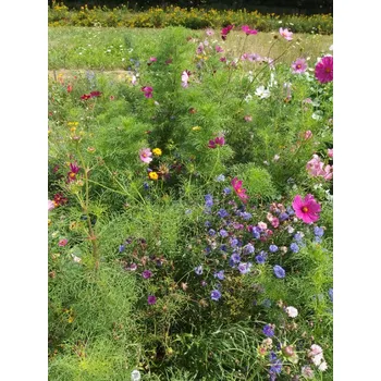 Travní směs Austrosaat DIVOKÉ LÉTO - květinová směs Balení: 50 g