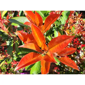 Sazenice Blýskavka Fraserova 'Red Robin' Balení: kontejner VKR2