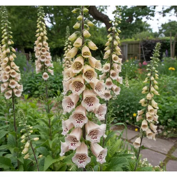 Semeno Náprstník vlnatý 'Café Créma' 1 ks