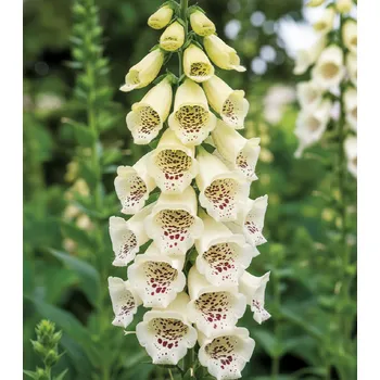 Semeno Náprstník vlnatý 'Camelot Cream' 1 ks