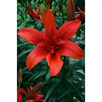 Semeno Lilie 'Red twin' 1 ks
