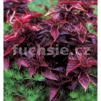 Iresine lindeni - 123