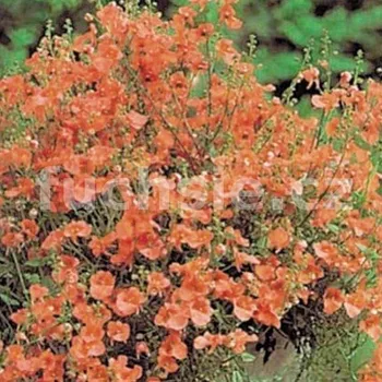 Diascia oranžová - 111