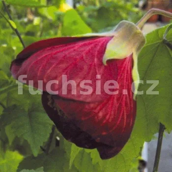 Abutilon červený ( Mračňák, podslunečník, lipka) - 128